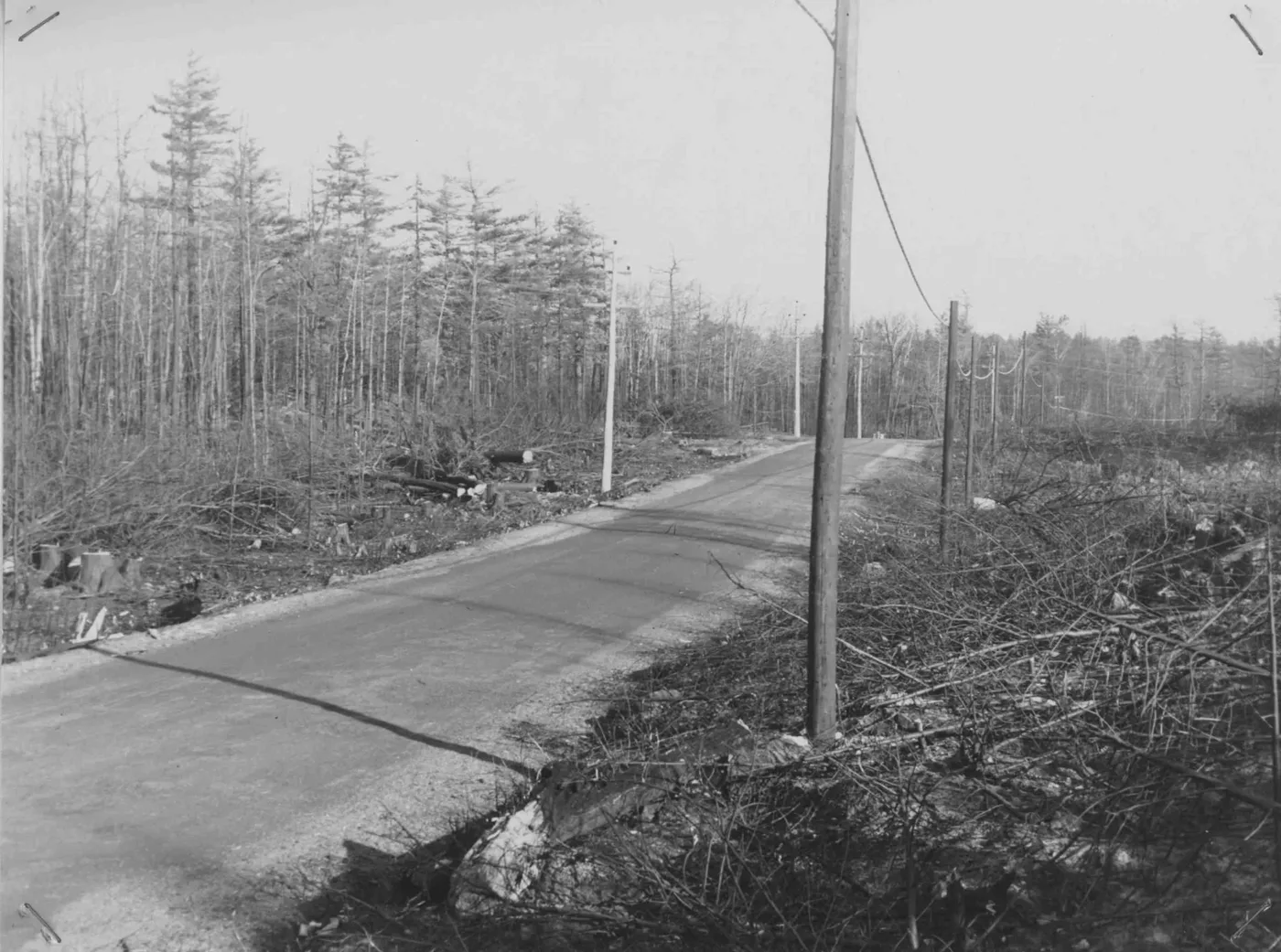 A paved road after the fire lined with new utility poles, with cut and fallen fire-killed trees along both sides and dead pines beyond