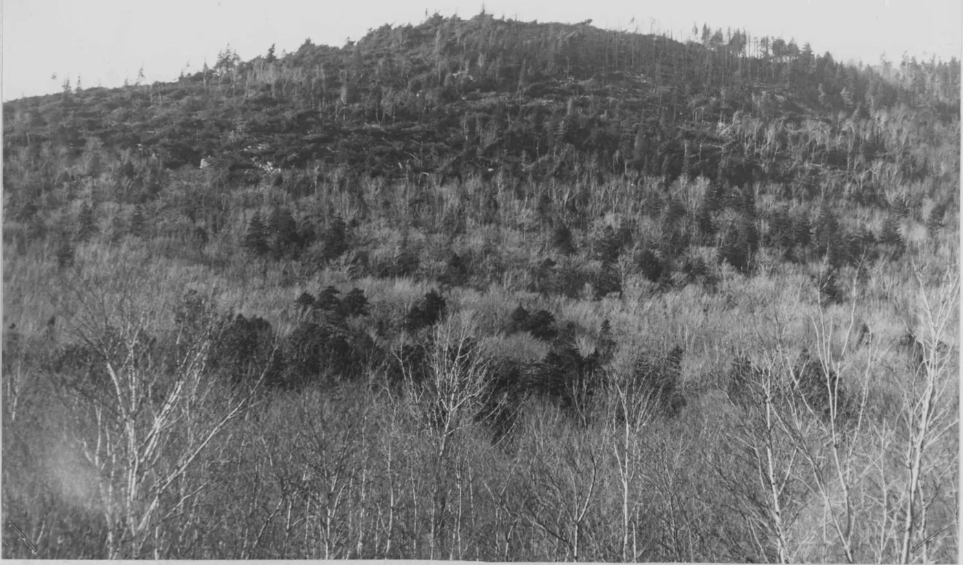 Black and white photograph of North Bubble after the fire, its slopes covered in standing dead and fallen trees, with leafless hardwoods in the foreground