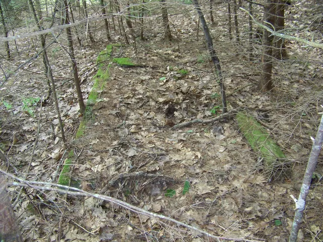 A line of mossy stones on the forest floor marking the edge of an old foundation