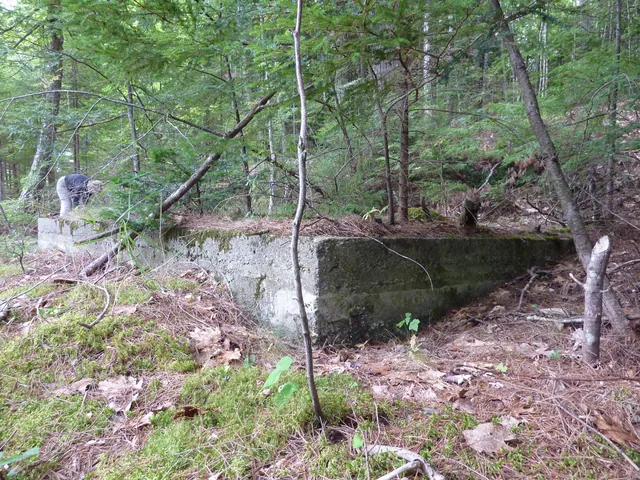 A low poured concrete foundation wall among young spruce and fallen leaves