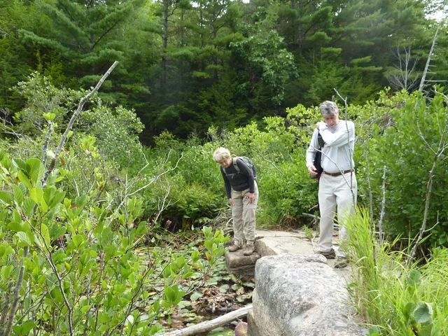 Two hikers at the end of the bridge, one bending to look at the stones, in thick summer brush