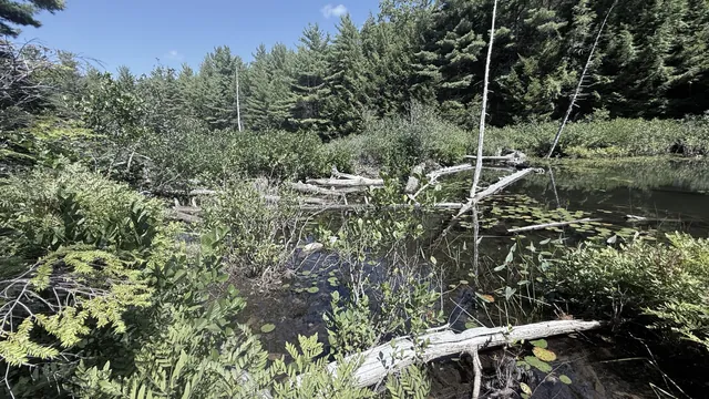 A tangle of sticks and logs across the water behind the bridge, with the lake beyond