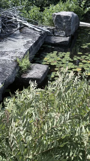 The flat bridge deck stones with lily pads and shrubs pressing in on both sides