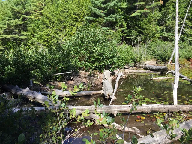 Fallen logs and branches heaped across the outlet brook below the lake