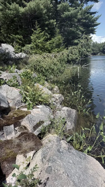 Broken rock and young trees on the talus slope beside the lake in 2025