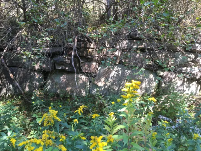 Squared granite cellar wall with goldenrod in front