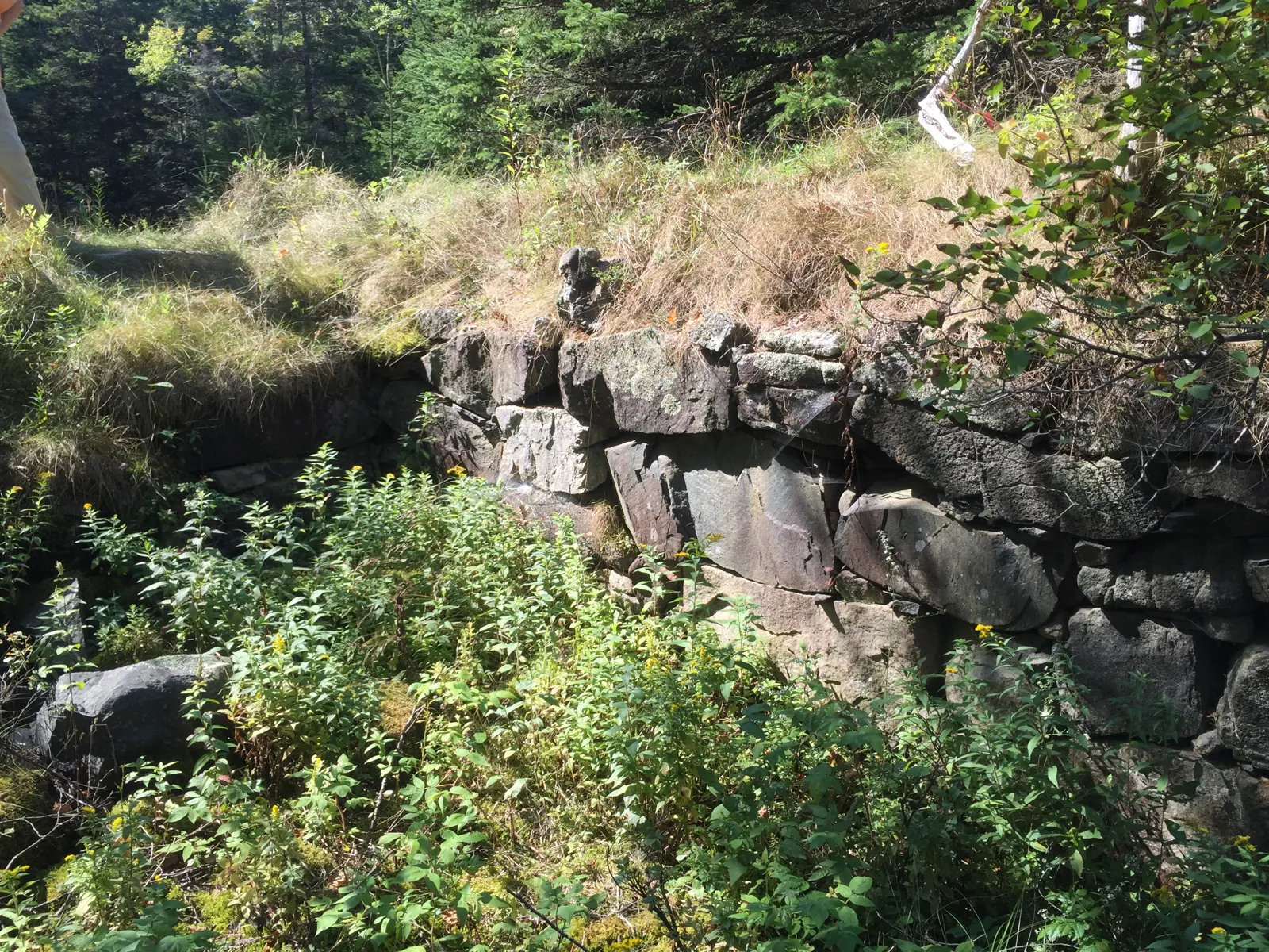 A dry-laid wall of squared granite blocks, the side of an old cellar, half hidden by ferns and young trees