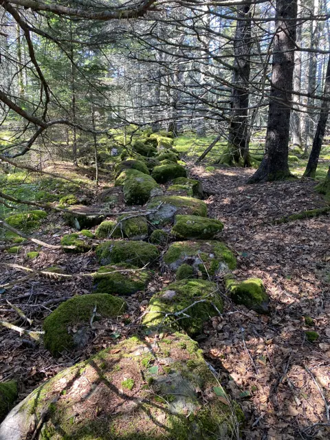 A low mossy stone wall running into spruce woods