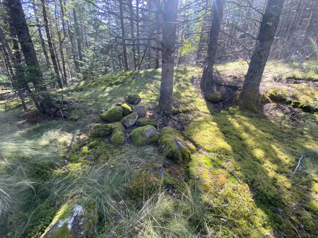 Sunlit moss over a tumbled stone wall in open woods