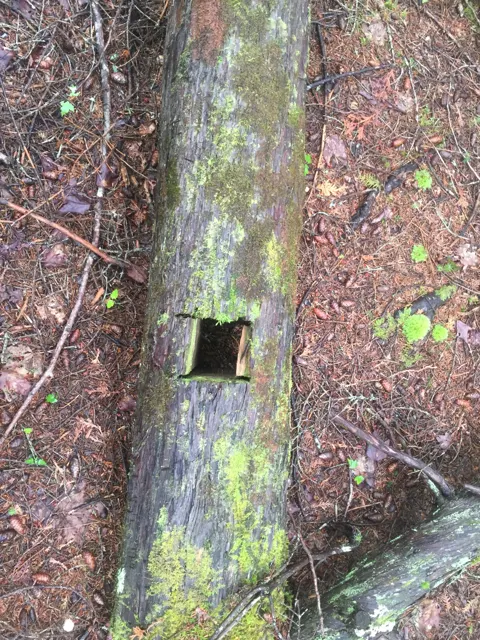 A weathered log lying on the ground with a square mortise cut into it
