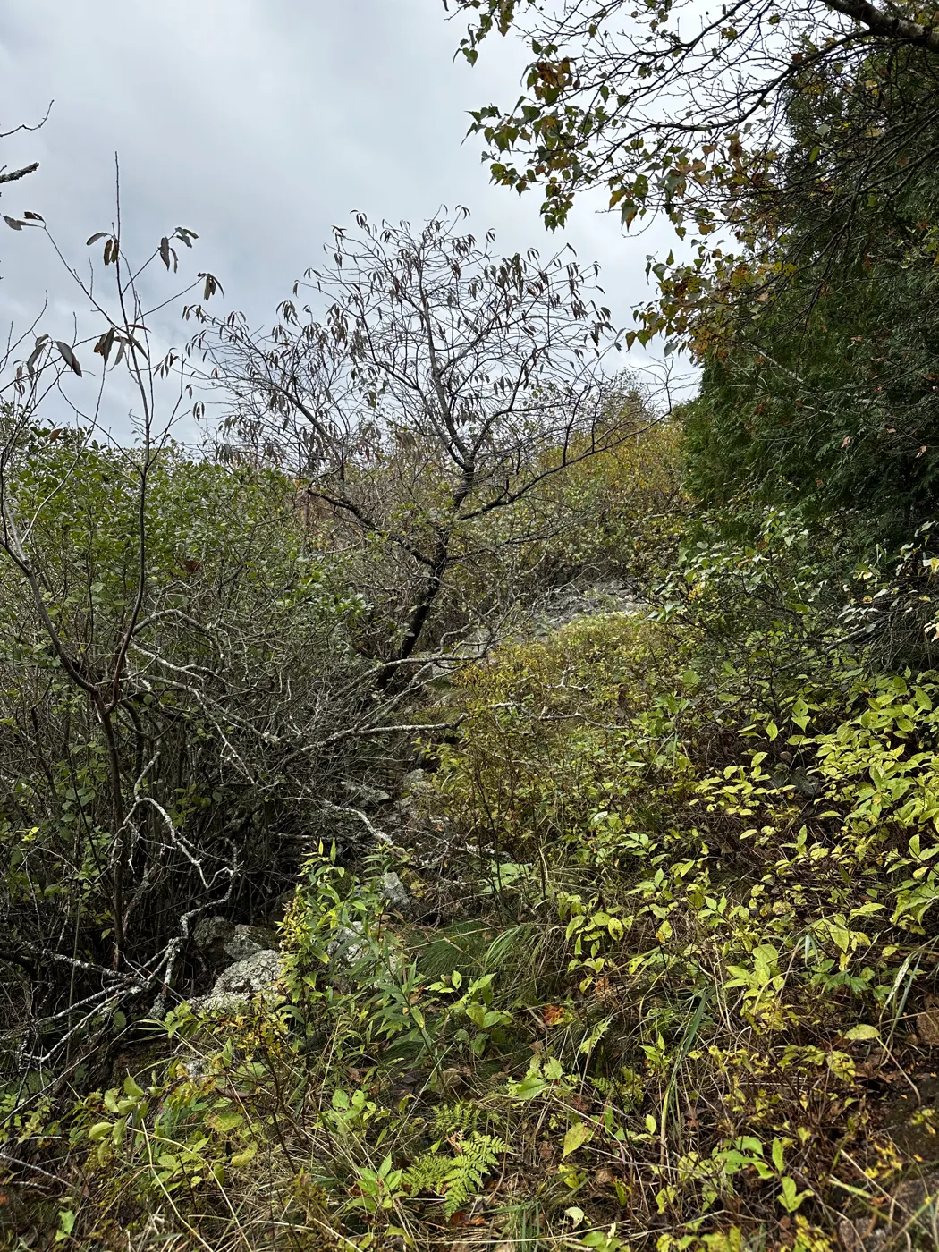 Brushy slope with a stone wall holding up a flat old roadbed