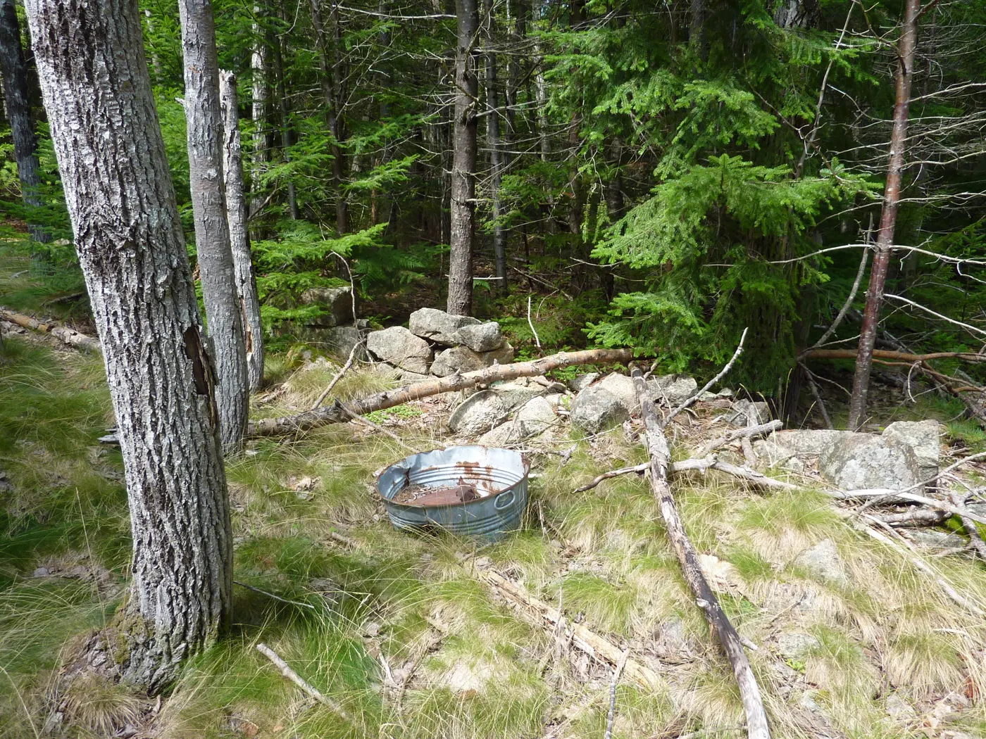 Low stone foundation in a spruce wood with an old galvanized washtub in the foreground
