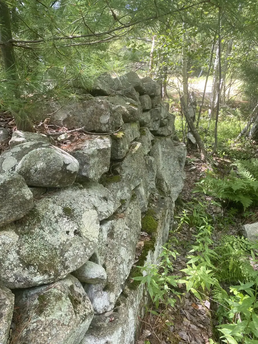 Mossy dry-laid stone wall beside a woodland path