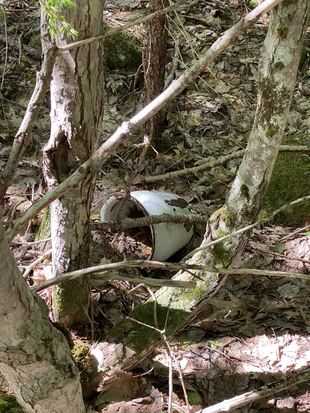 White enamel bowl and a rusted bucket lying among leaves and birch saplings