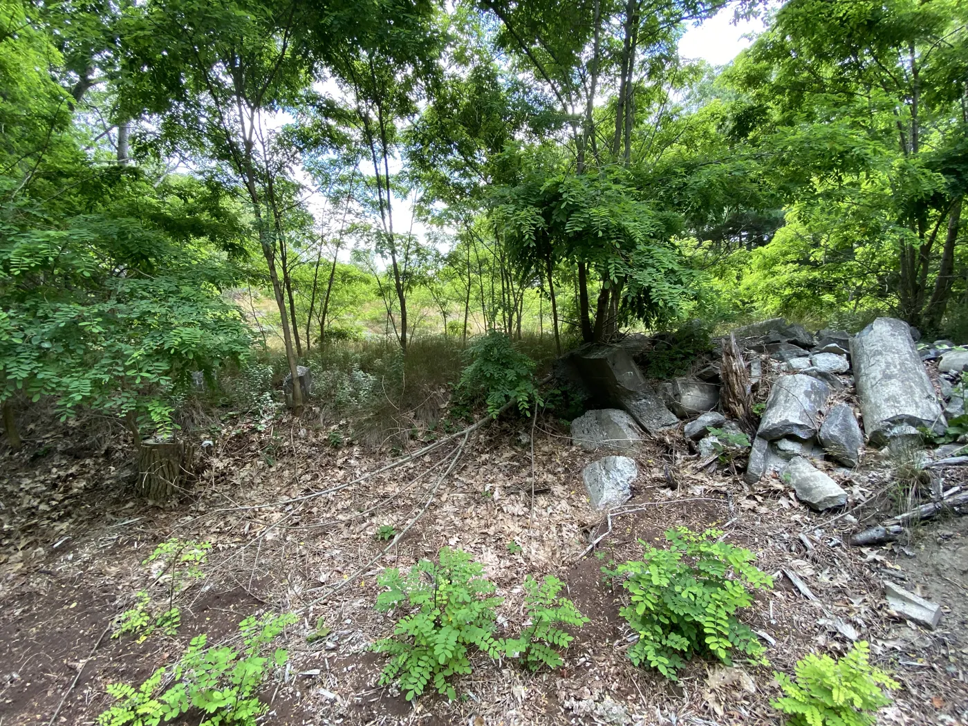 Tumbled concrete and stone foundation under young trees and ferns