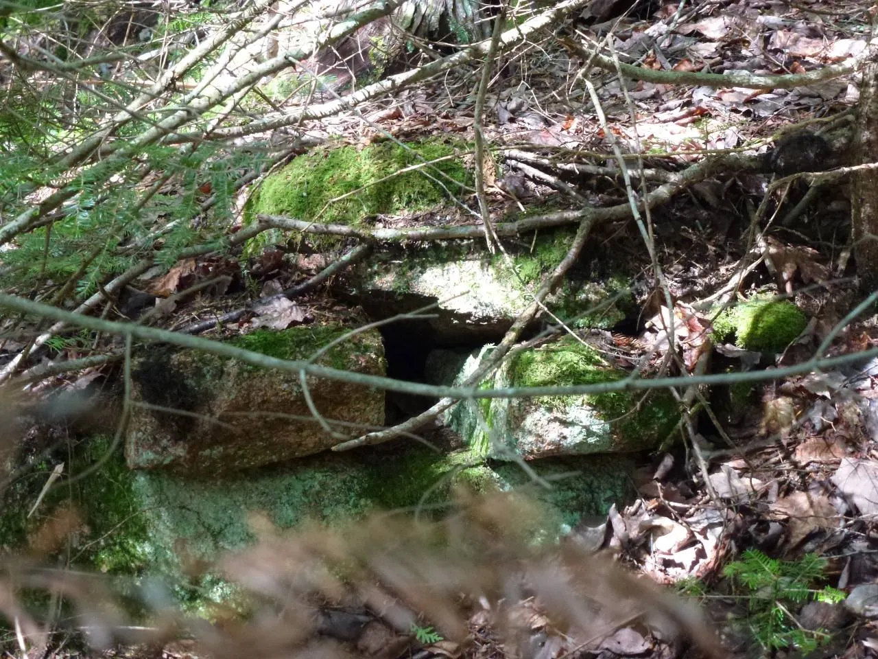 Moss-covered stones half buried under fallen branches