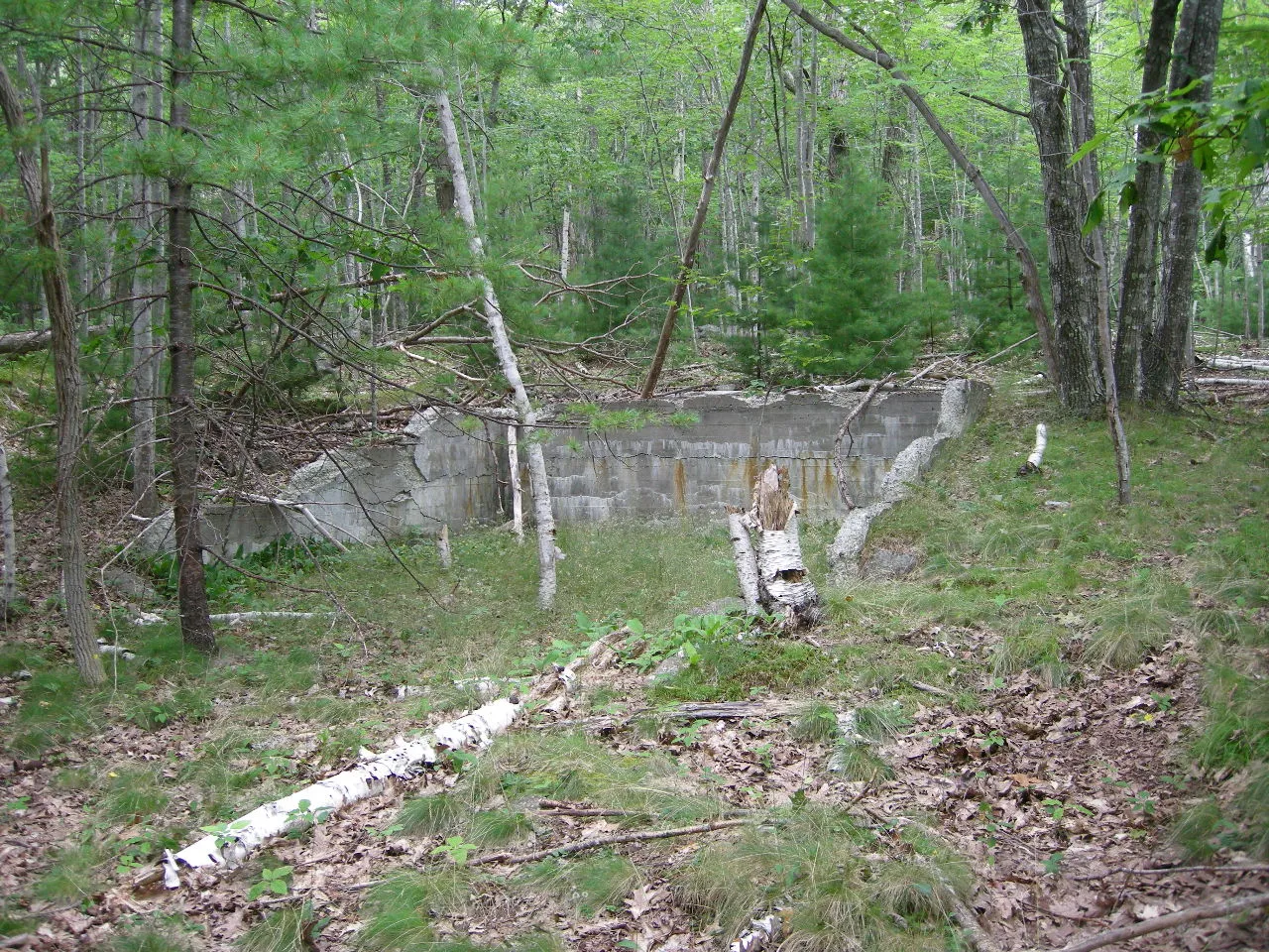 Low poured concrete foundation walls of a garage among young trees