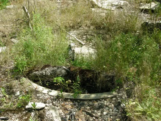 A circular concrete pool basin from Anne Archbold's villa, half filled with leaves