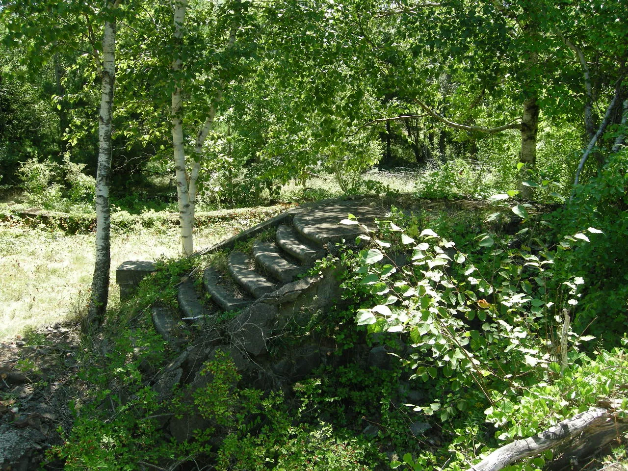 A curving concrete staircase overgrown with ferns and saplings