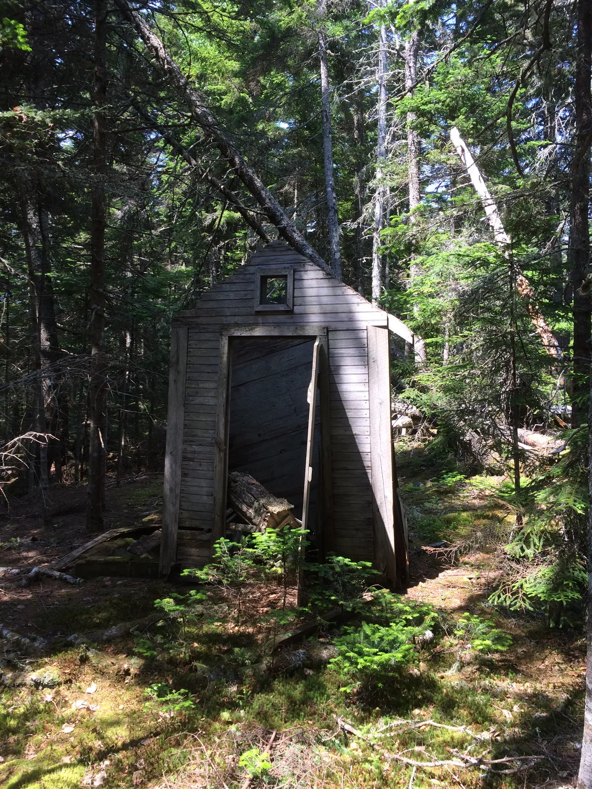 A small grey board-sided toilet building with a gable roof and a square window, standing in spruce woods