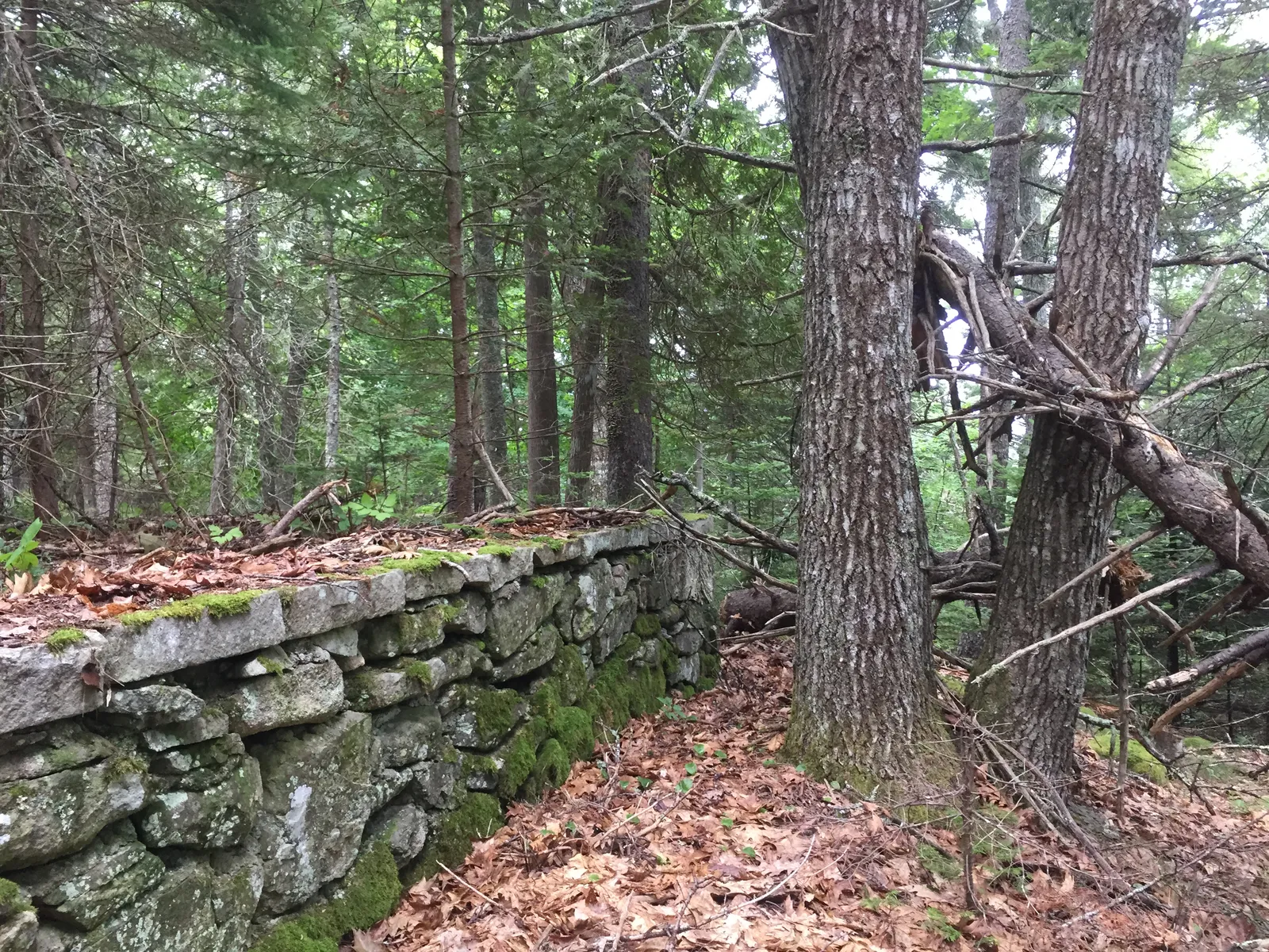 Low dry-laid stone platform of the Pine Hill shelter among leaves and young trees
