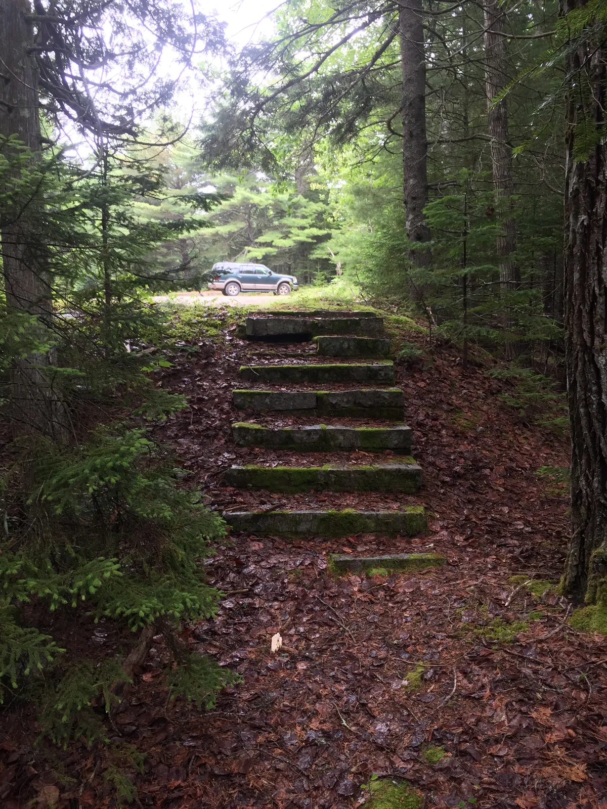 A short flight of eight stone steps rising through spruce woods toward the old parking loop