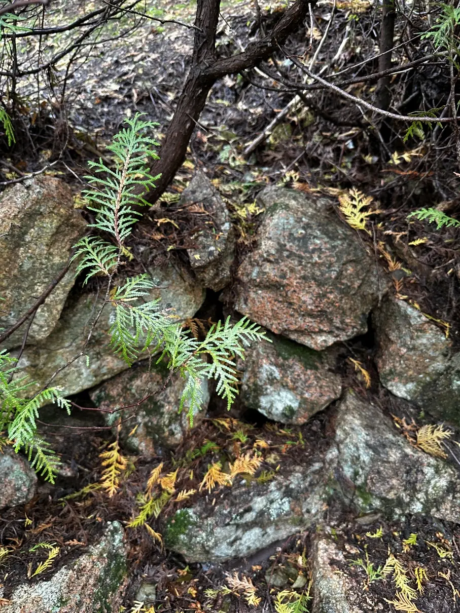 Raised stone path rockwork along the old Buckboard Road on the east side